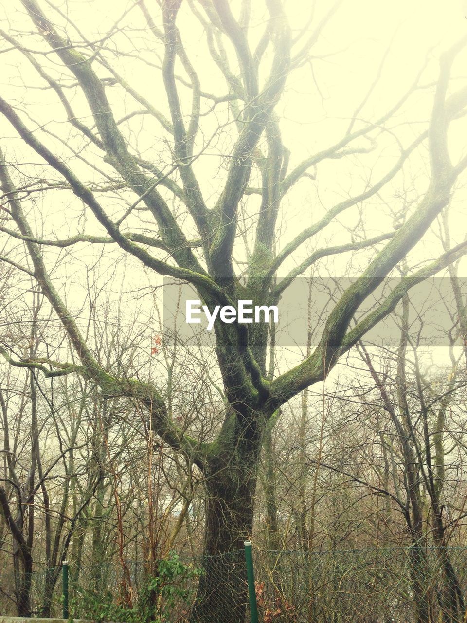 LOW ANGLE VIEW OF BARE TREES AGAINST SKY