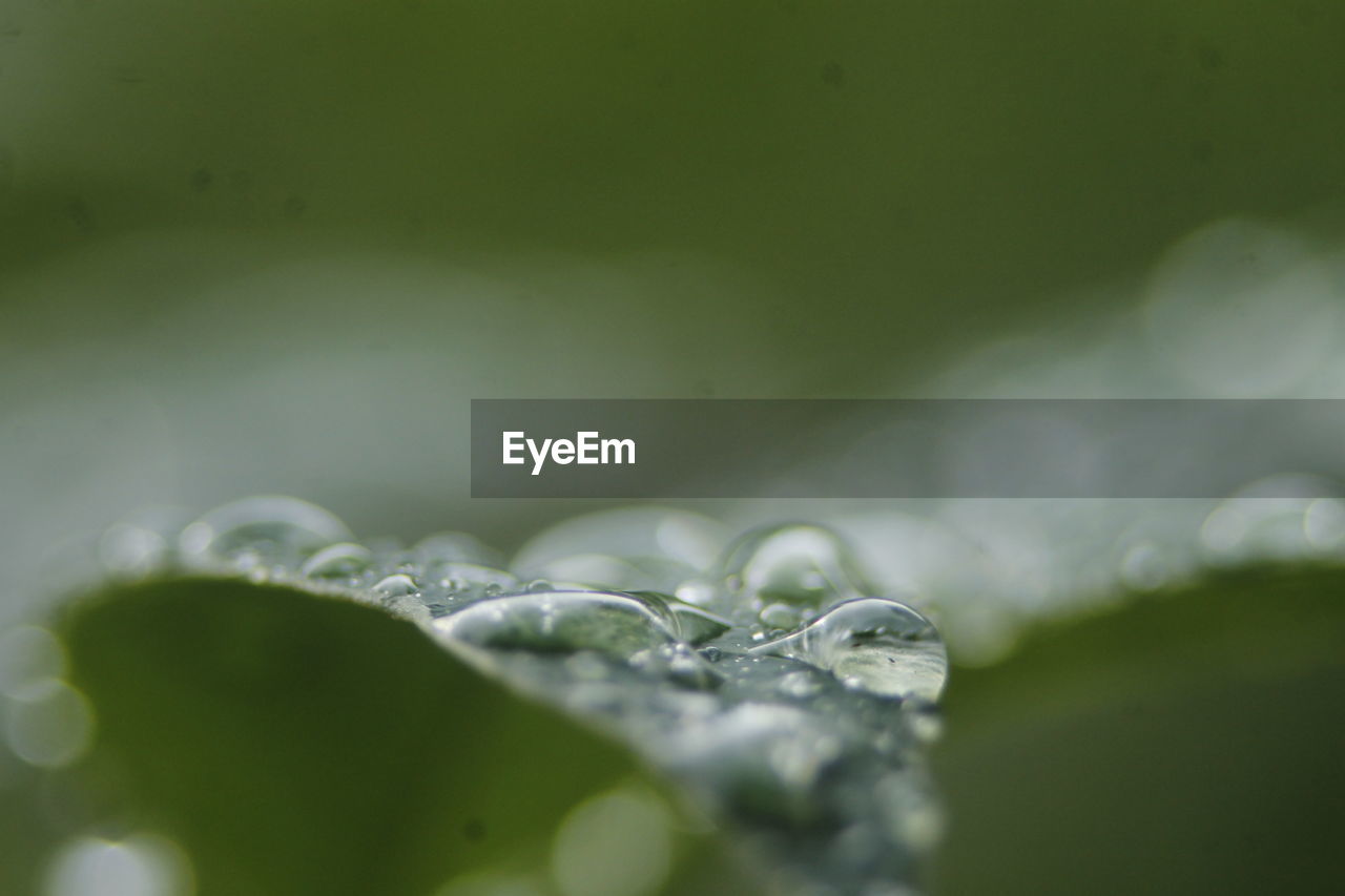 CLOSE-UP OF WATER DROPS ON LEAF