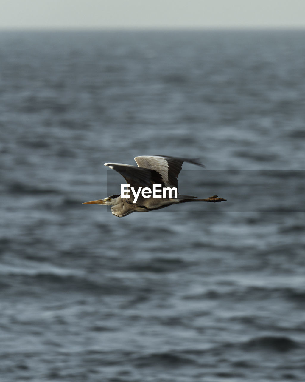 SEAGULLS FLYING OVER SEA