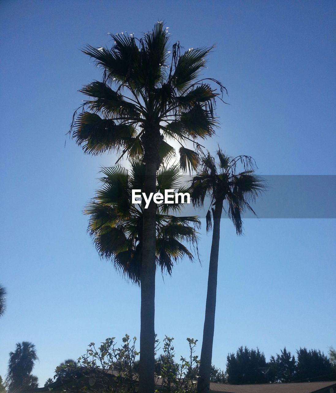 LOW ANGLE VIEW OF COCONUT PALM TREES AGAINST BLUE SKY