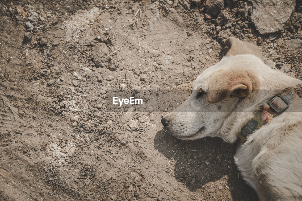 High angle view of dog on field