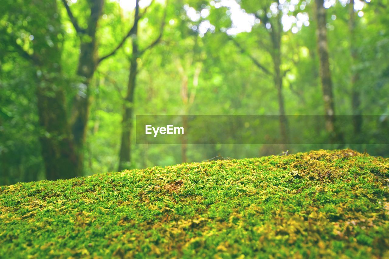 Close-up of moss growing on tree trunk