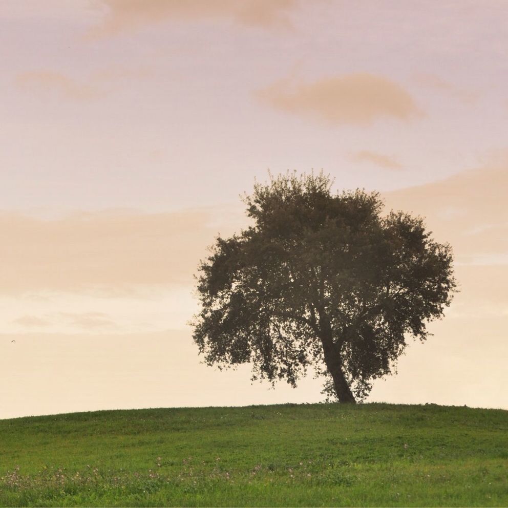 TREES ON GRASSY FIELD