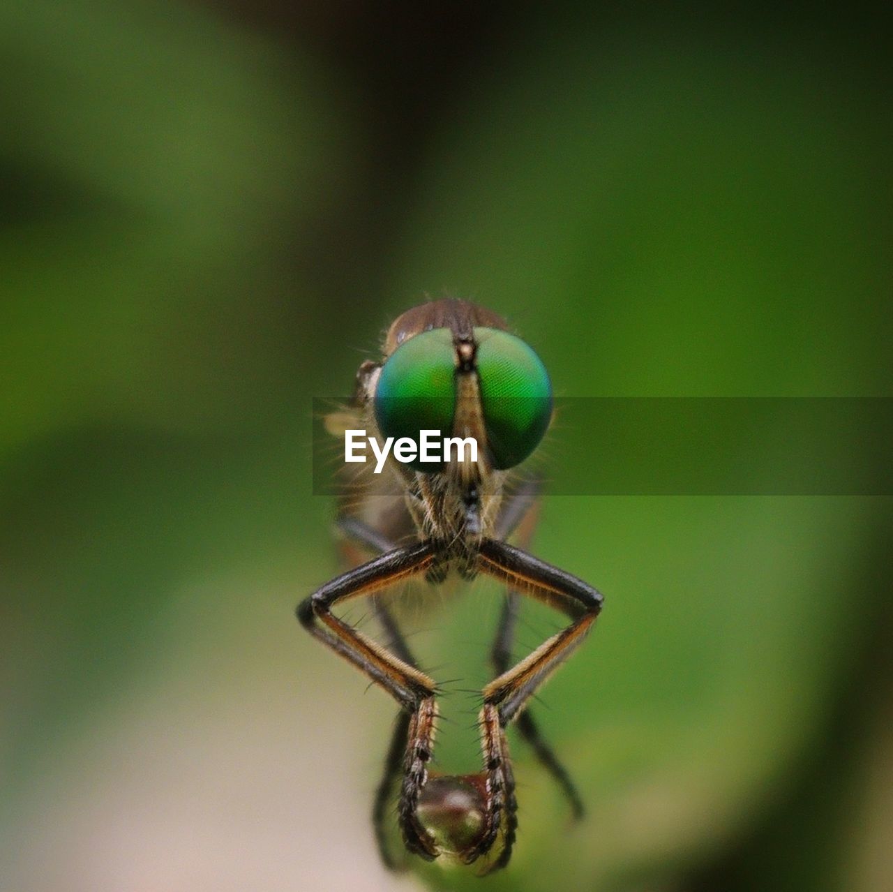 CLOSE-UP OF INSECT ON A LEAF