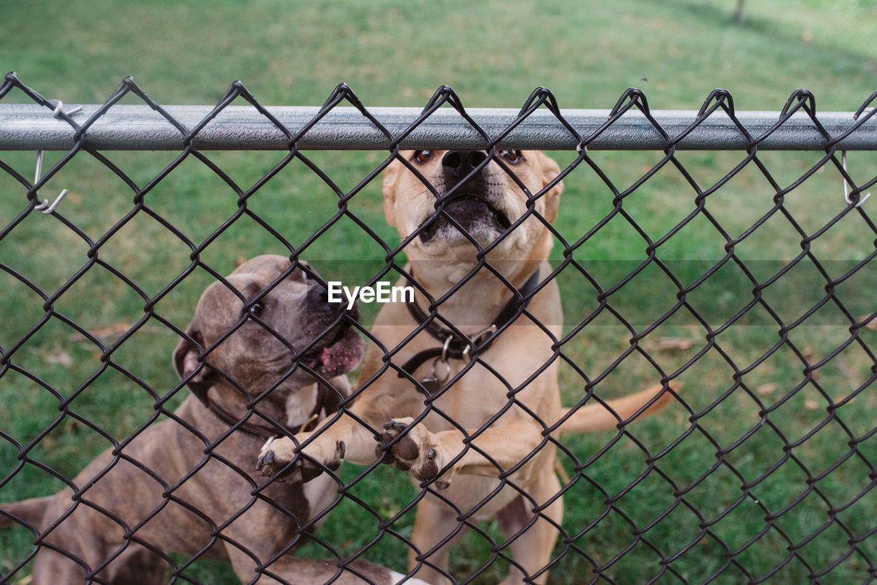 CLOSE-UP OF CHAINLINK FENCE IN ZOO AGAINST CLEAR SKY