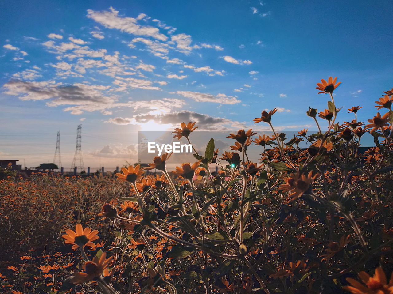 CLOSE-UP OF FLOWERING PLANTS ON FIELD AGAINST SKY