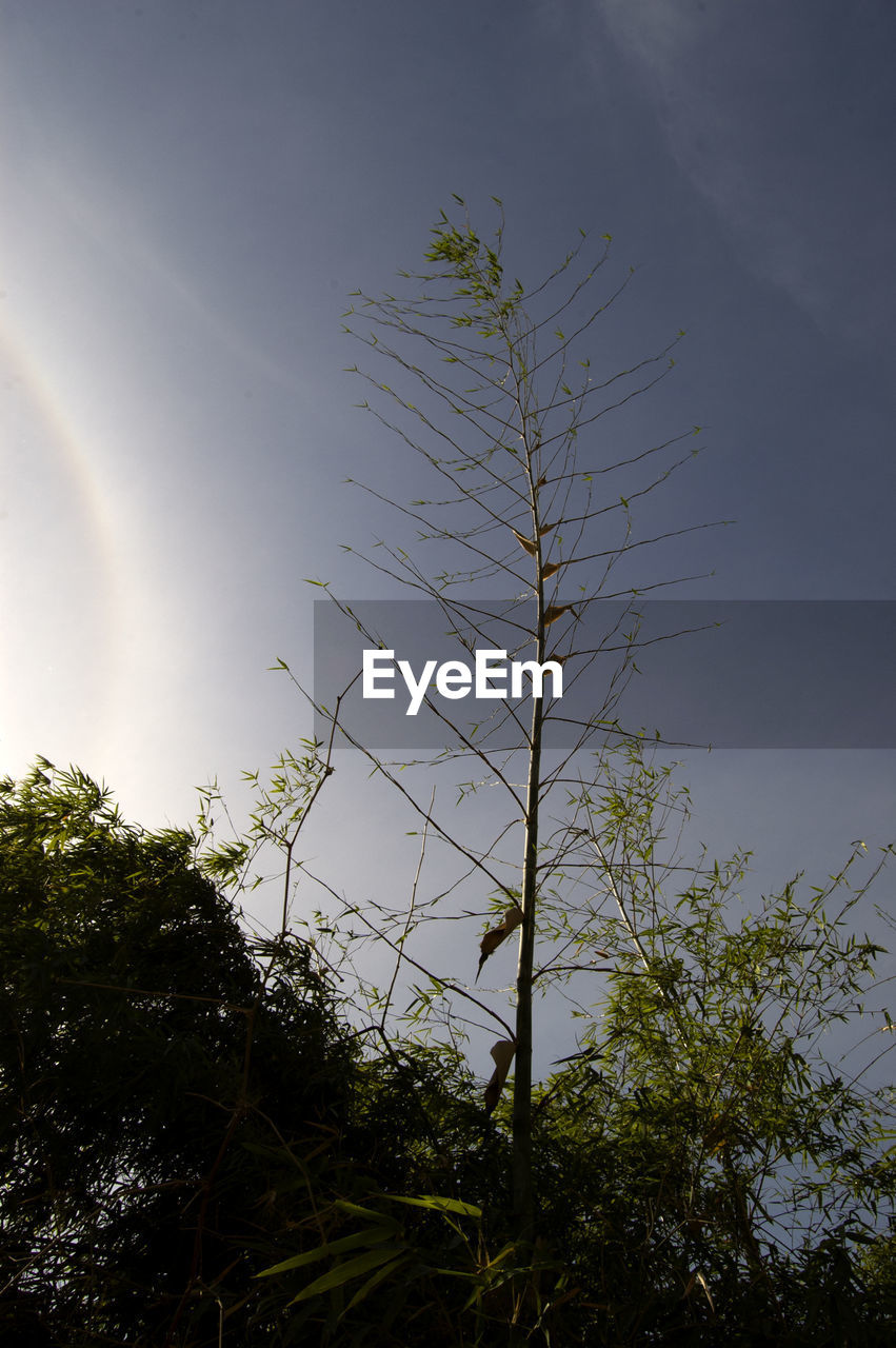 Low angle view of trees against sky