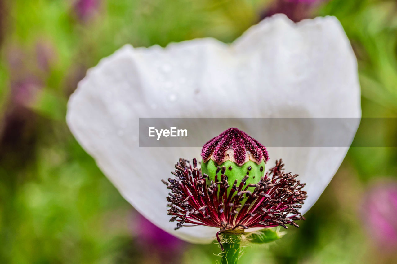 plant, flower, flowering plant, beauty in nature, nature, freshness, blossom, macro photography, petal, close-up, wildflower, purple, flower head, no people, inflorescence, growth, environment, outdoors, focus on foreground, fragility, macro, summer, social issues, vegetable, springtime, botany, multi colored, extreme close-up, pink, food, environmental conservation, water, plant part, green, day, pollen