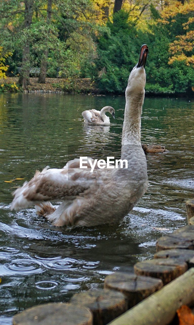 SWANS IN LAKE