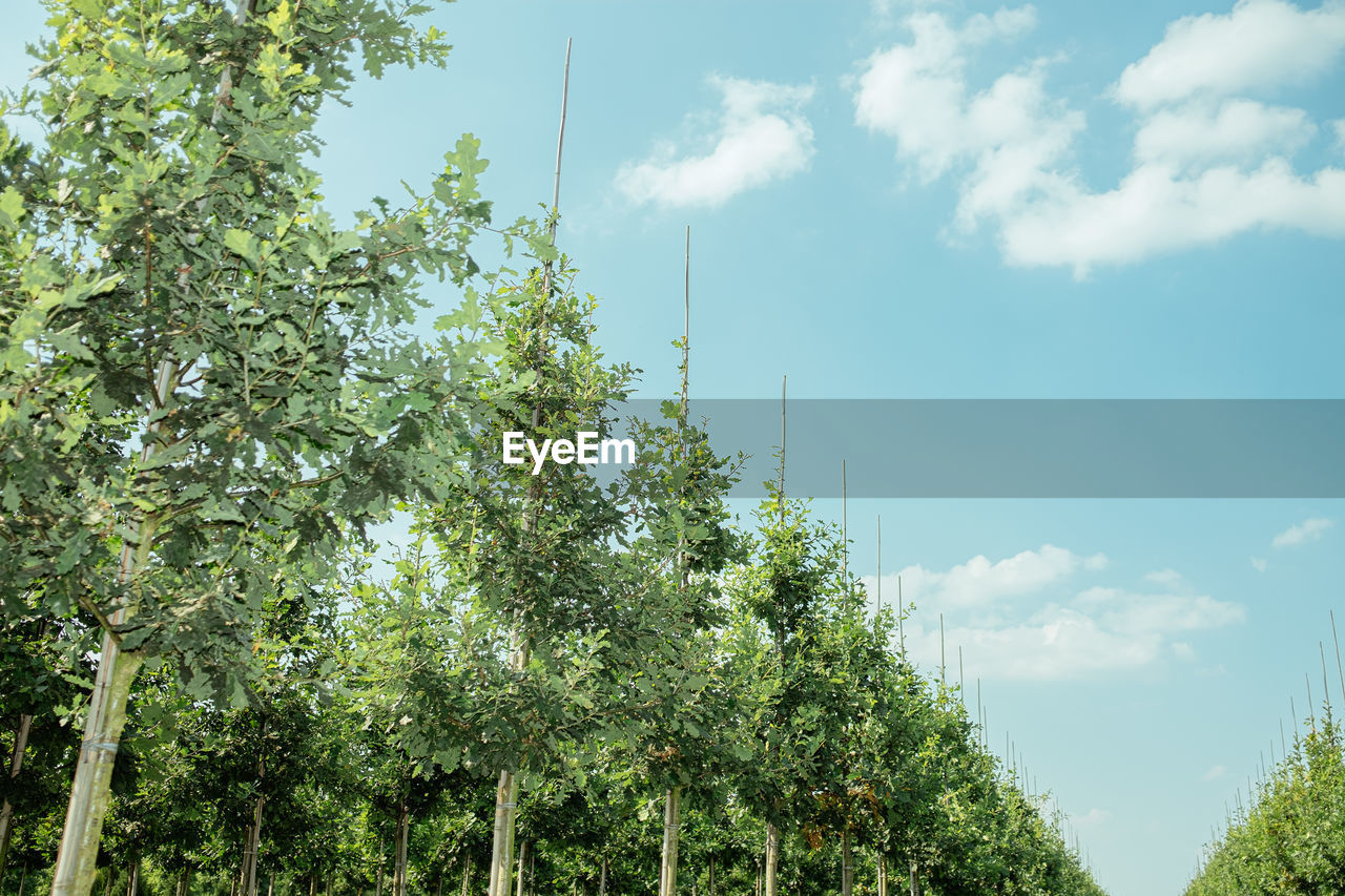 Low angle view of trees in tree nursery against sky