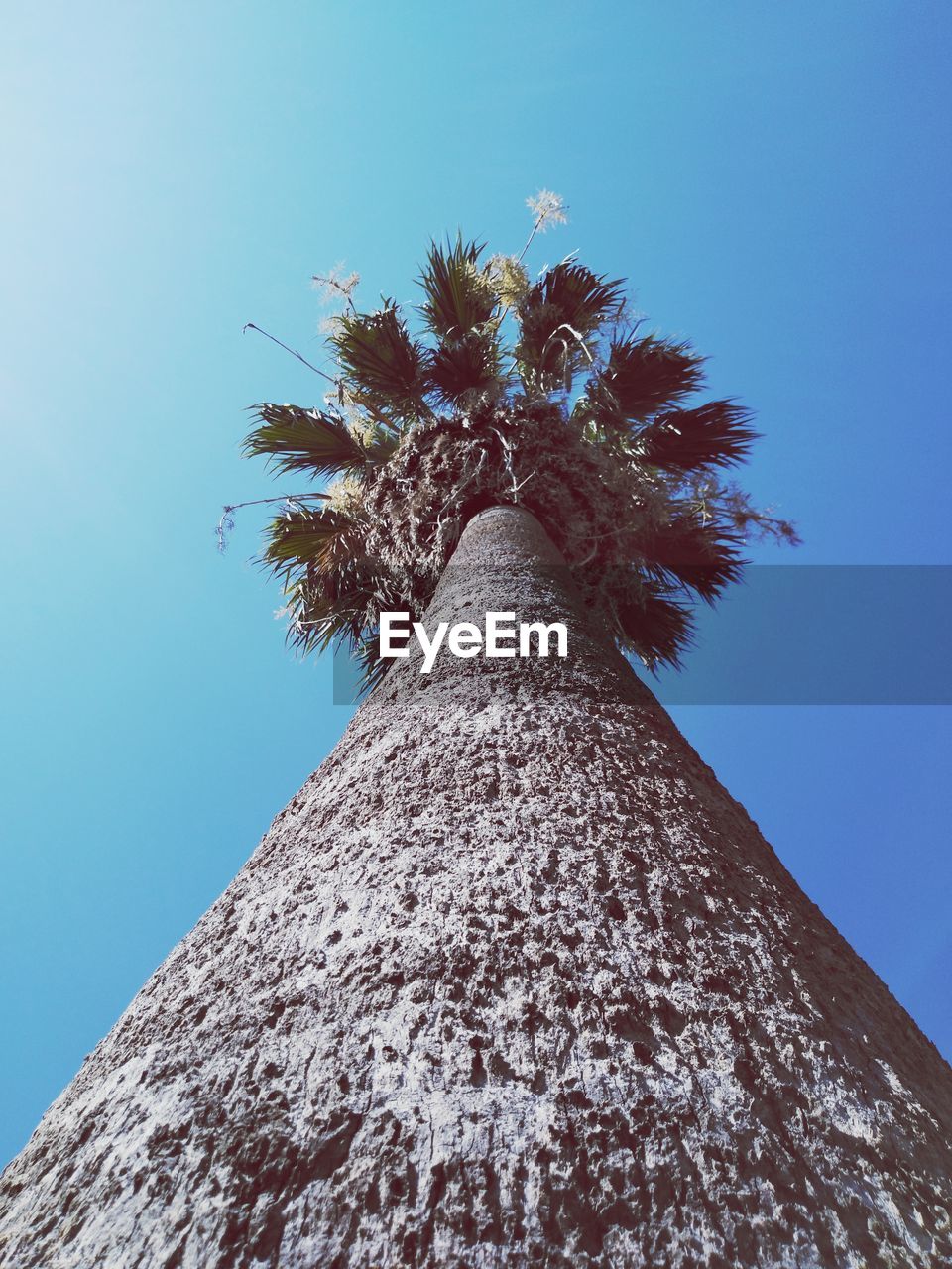 LOW ANGLE VIEW OF PALM TREE AGAINST SKY