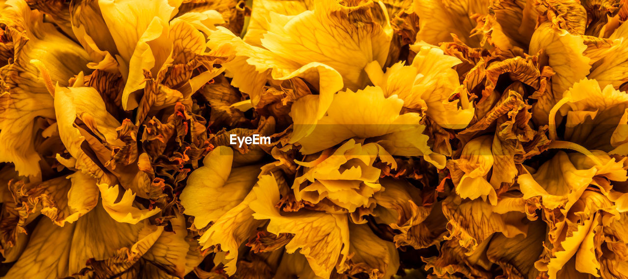 yellow, flower, plant, autumn, beauty in nature, nature, leaf, full frame, backgrounds, fragility, flowering plant, no people, close-up, freshness, petal, growth, tree, macro photography, flower head, sunlight, outdoors, abundance, inflorescence, day, plant part