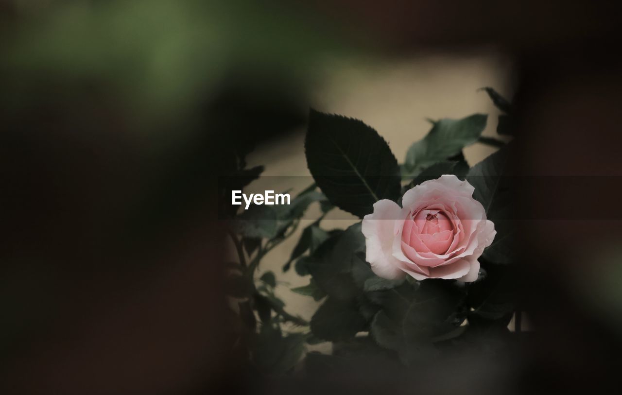 Close-up of rose roses