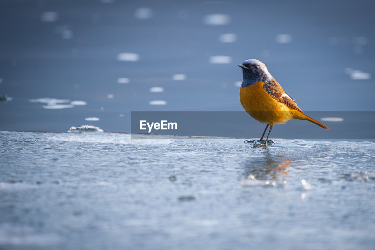 BIRD PERCHING ON A ROCK