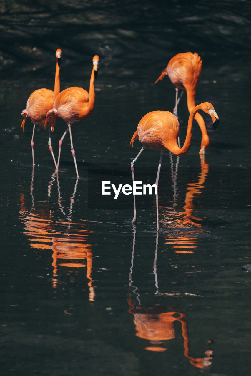 Flamingoes in lake