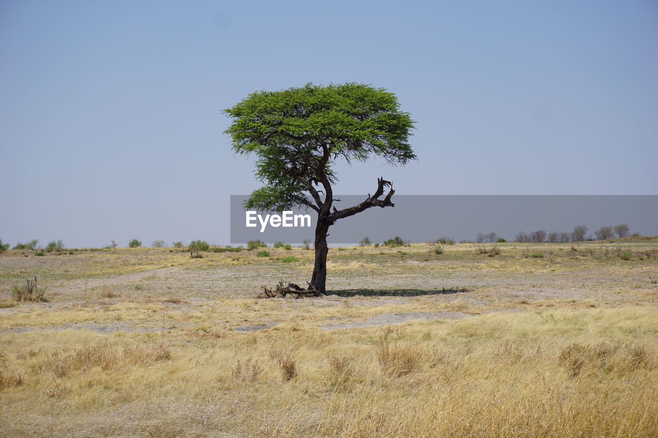 Tree on field against clear sky