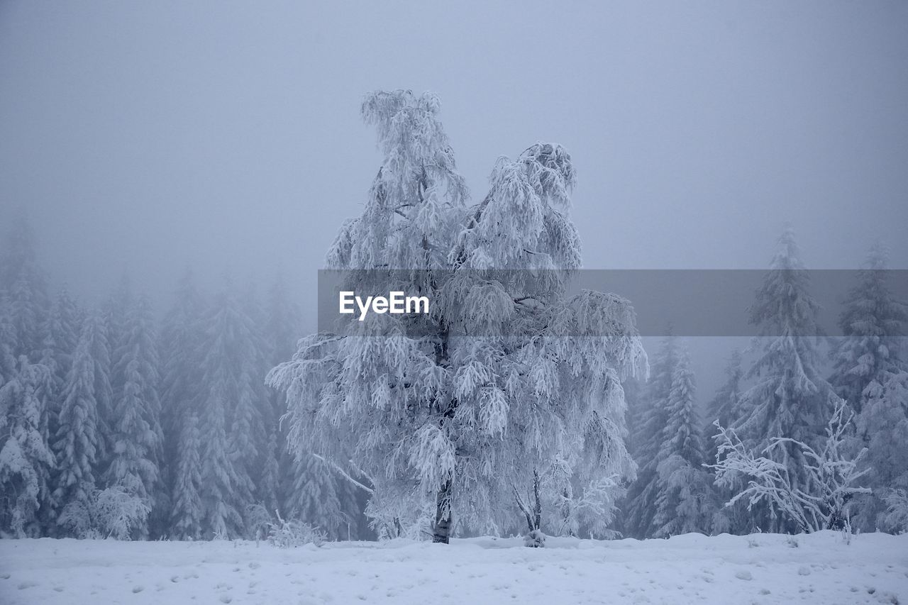 SNOW COVERED LAND AND TREES AGAINST SKY DURING WINTER