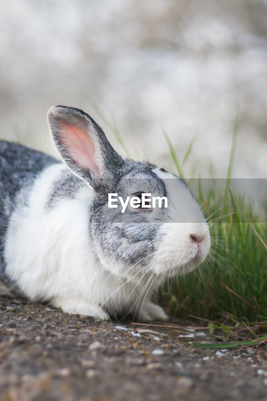 Portrait of a cute dutch rabbit, adorable bunny, bokeh background