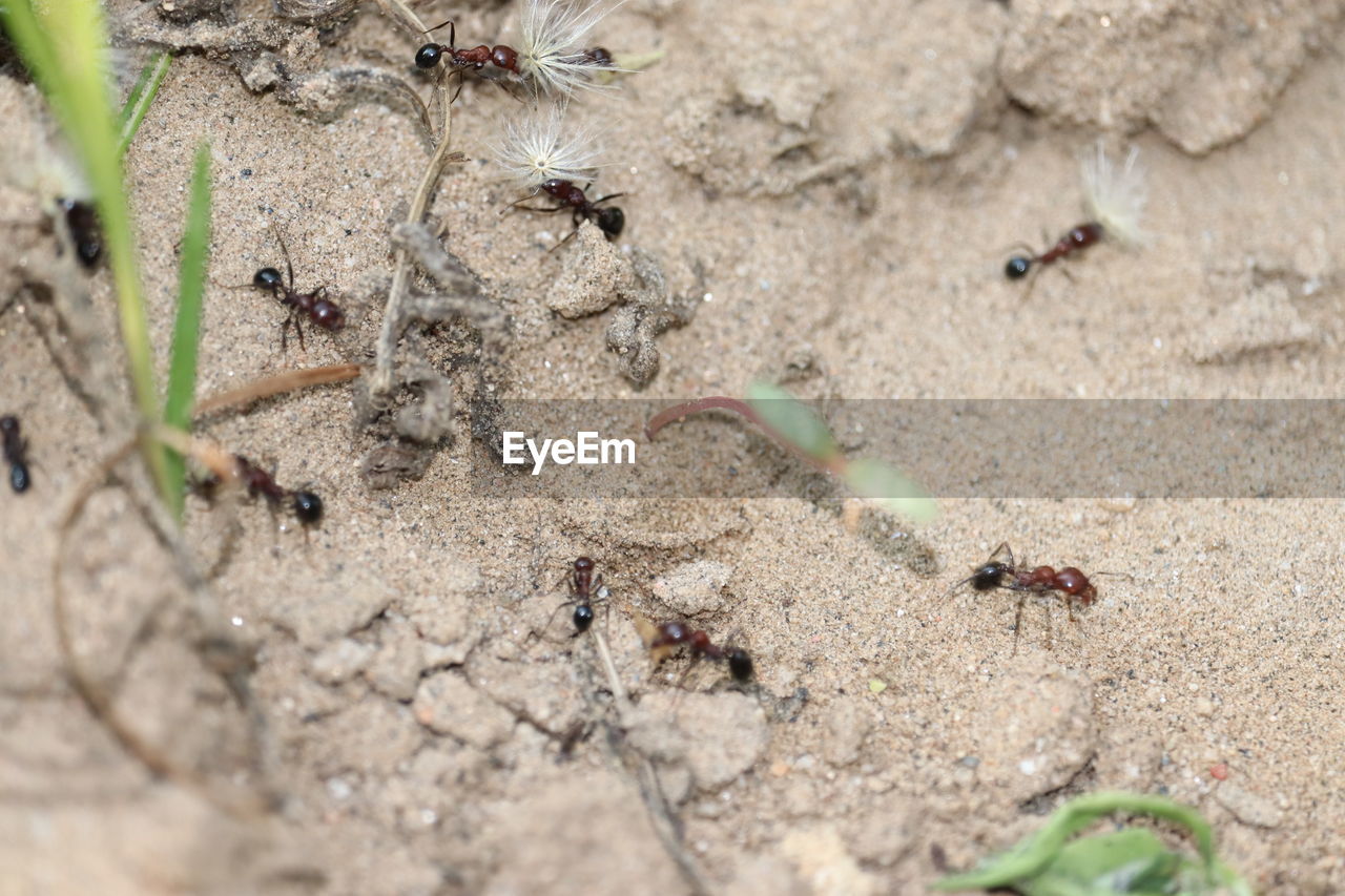 HIGH ANGLE VIEW OF ANT ON THE GROUND