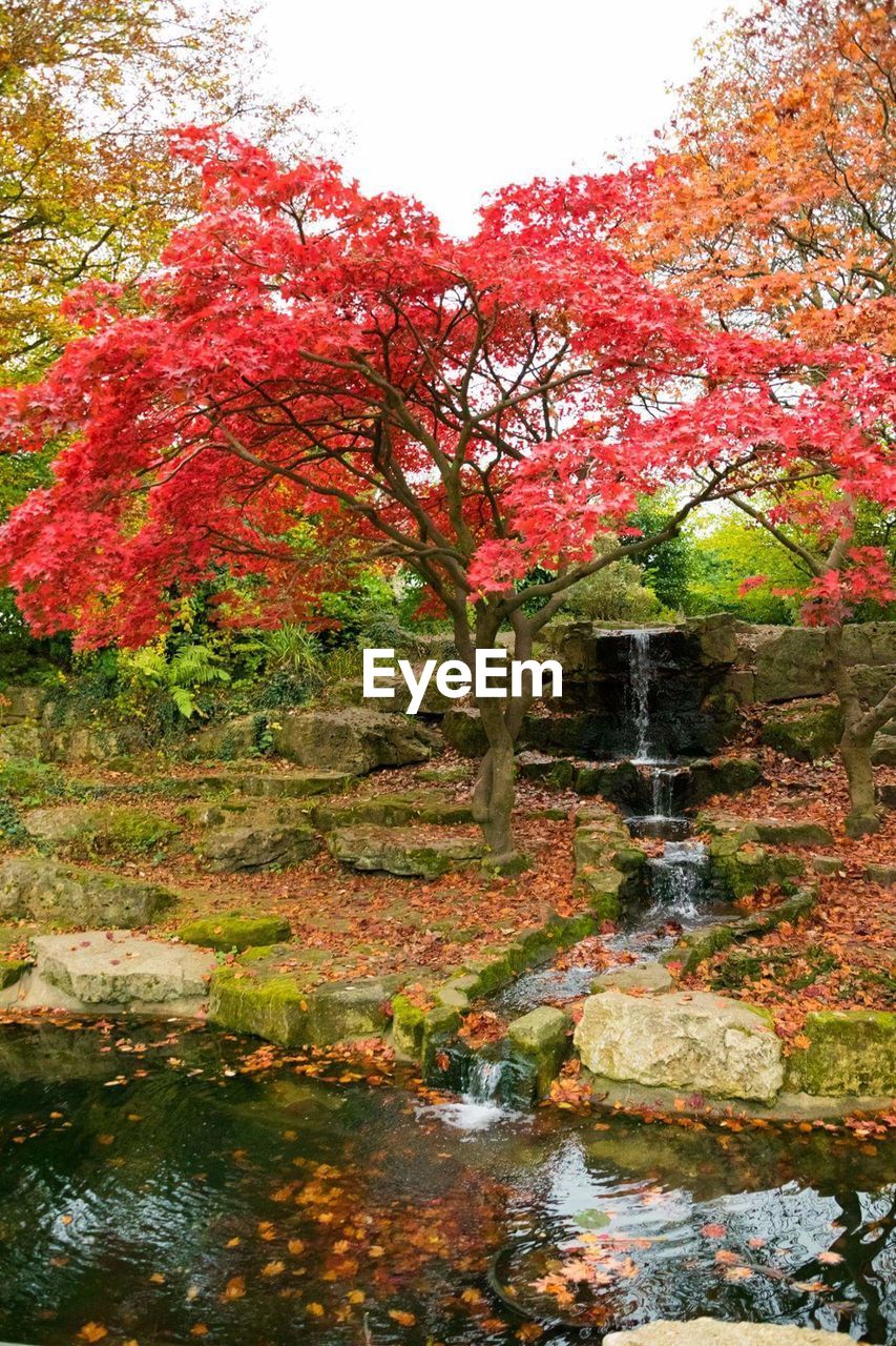 AUTUMN TREES BY RIVER