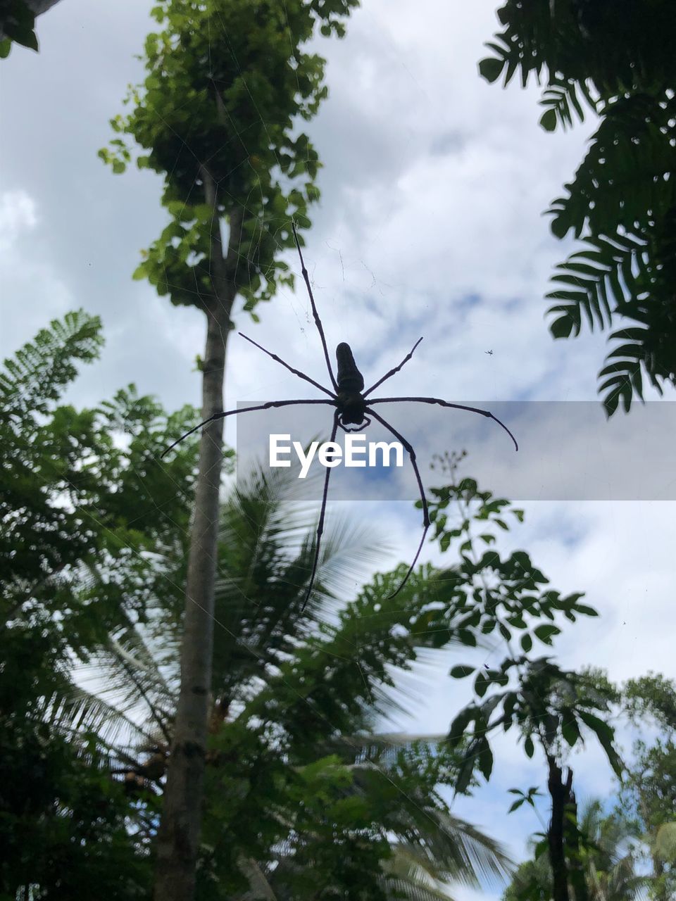 LOW ANGLE VIEW OF INSECT ON PLANT