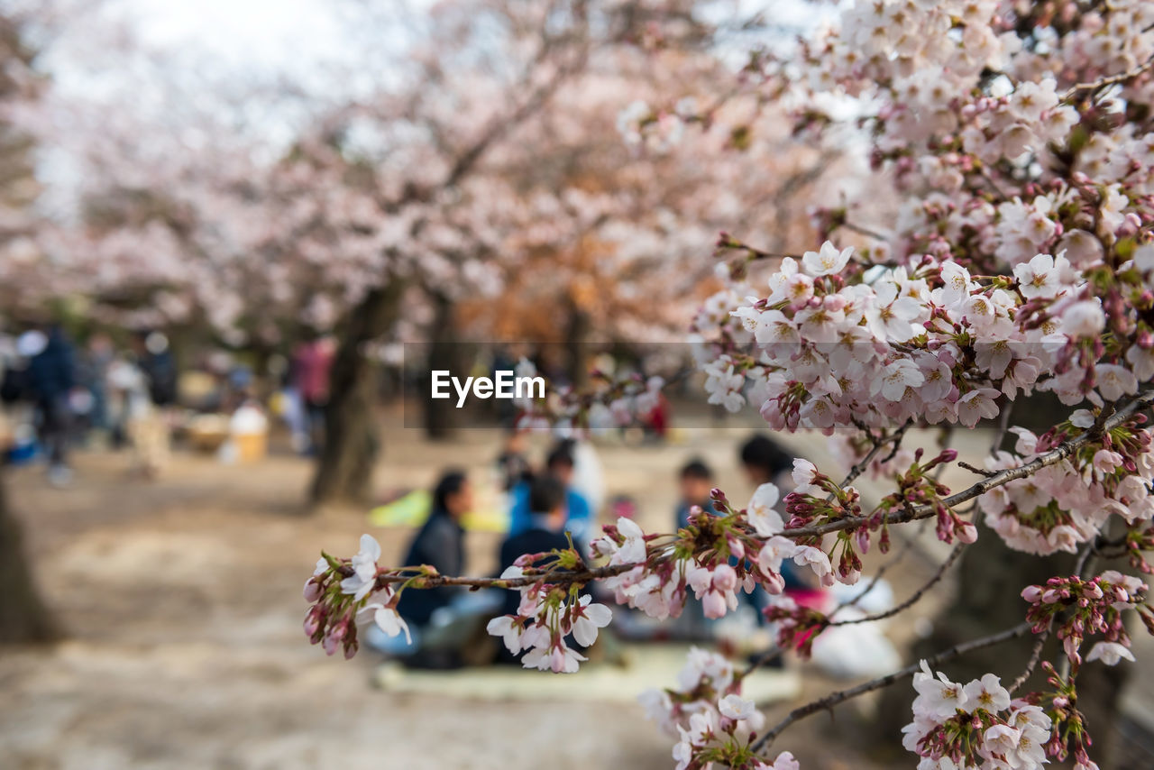 Picnic under cherry trees hanami around matsumoto castle, japan. closeup pink sakura flower