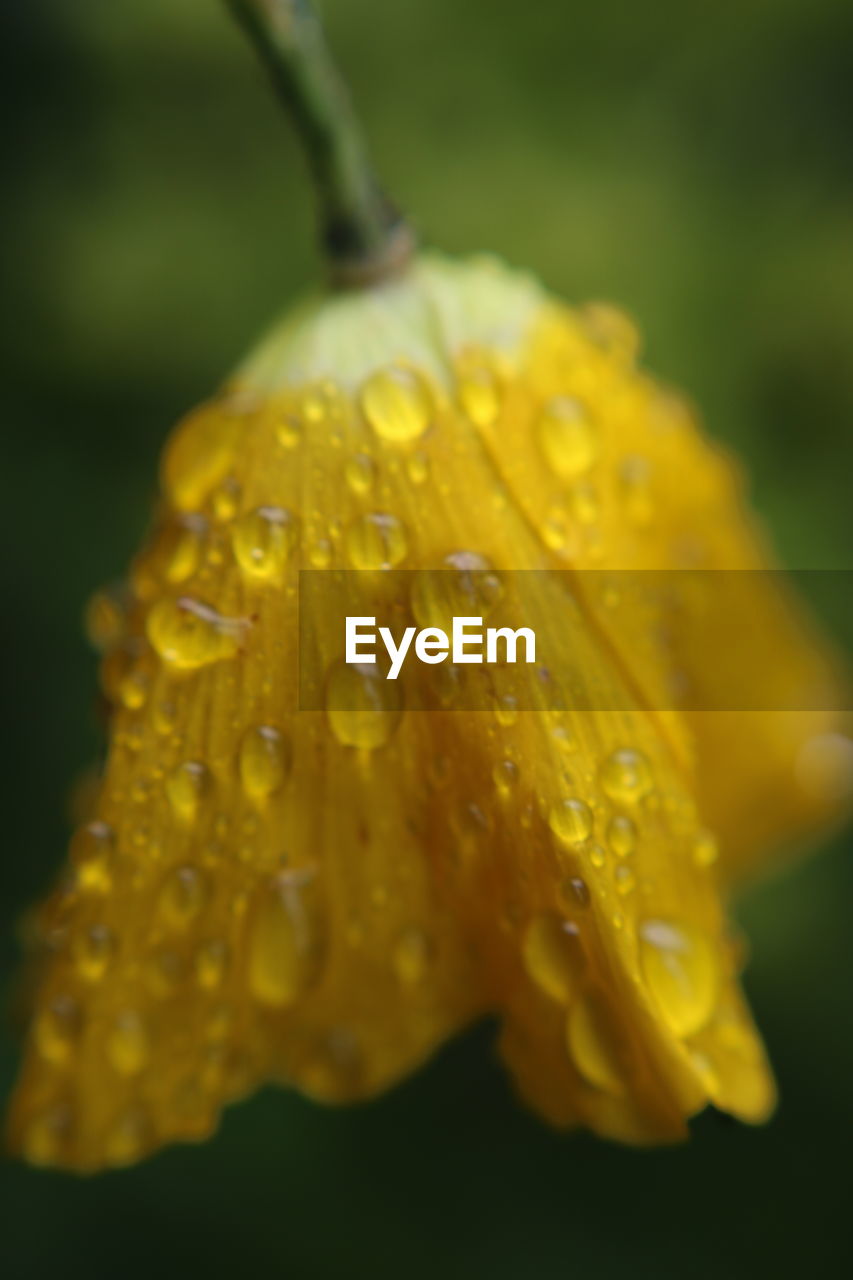 CLOSE-UP OF RAINDROPS ON YELLOW FLOWER