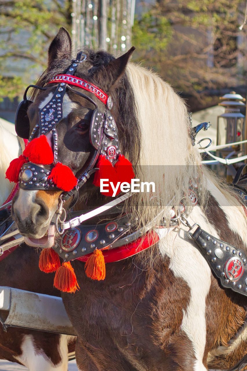 Close-up of decorated horse