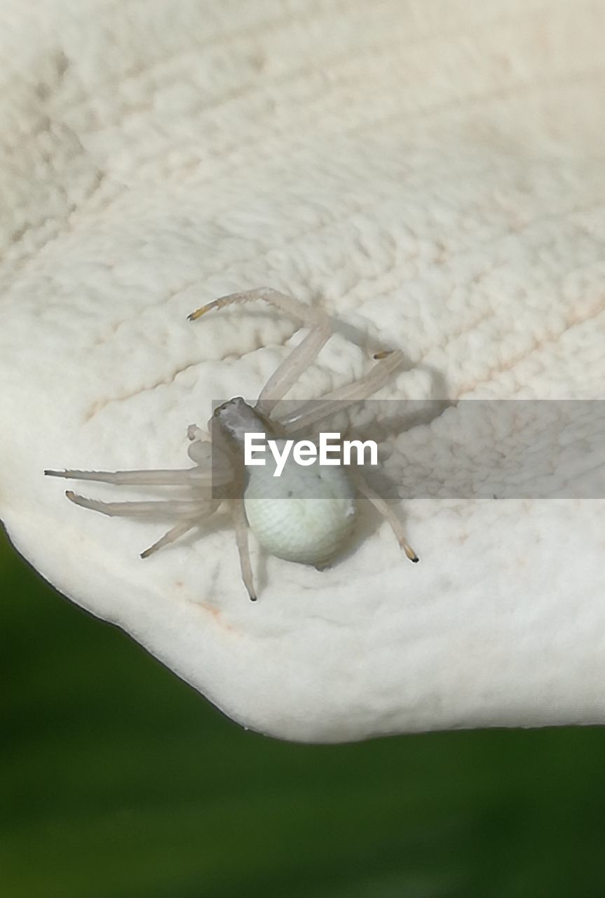 CLOSE-UP OF SNAIL ON WHITE LEAF