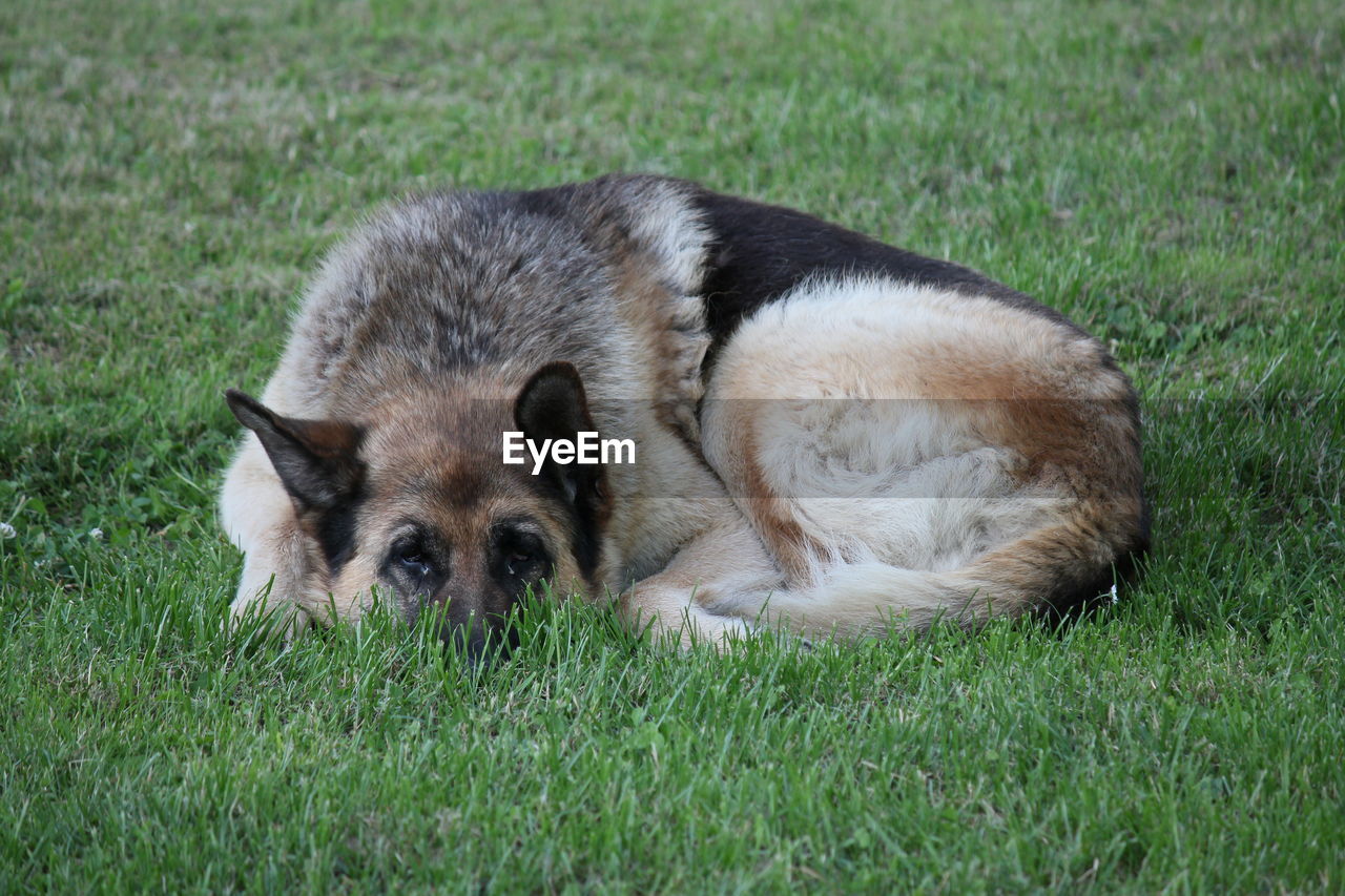 DOG ON GRASS