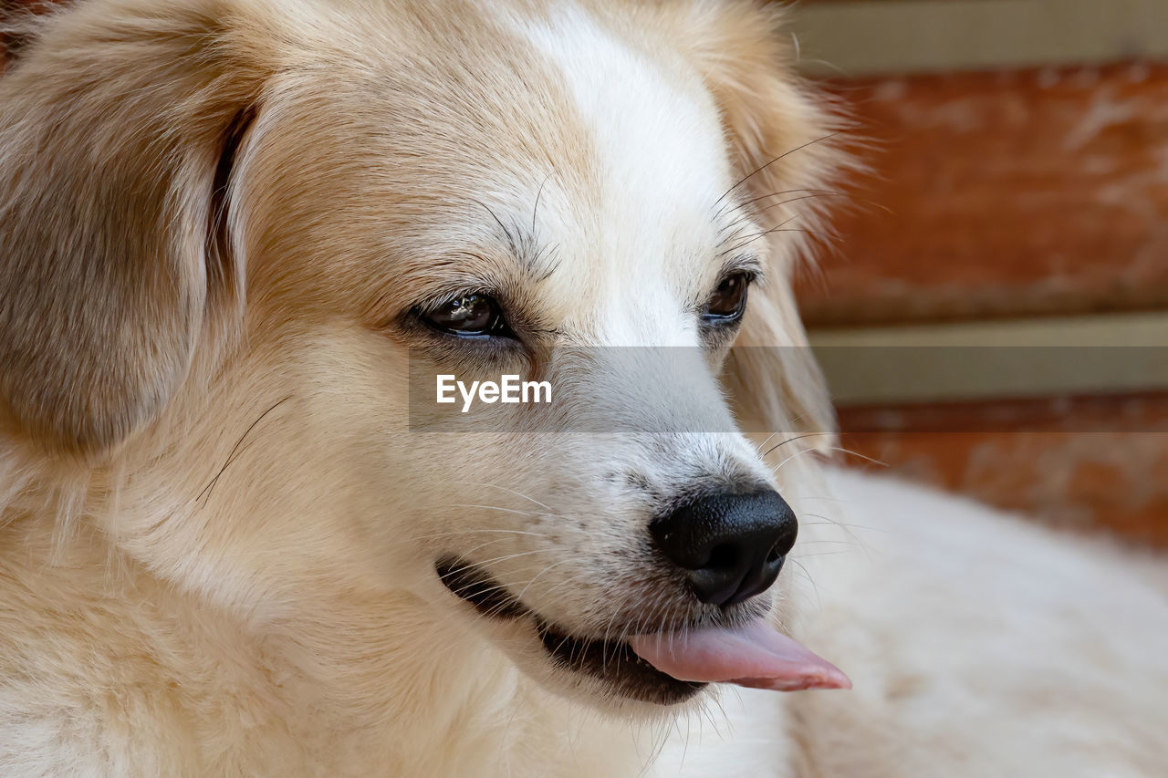 CLOSE-UP OF DOG LOOKING AWAY ON FLOOR