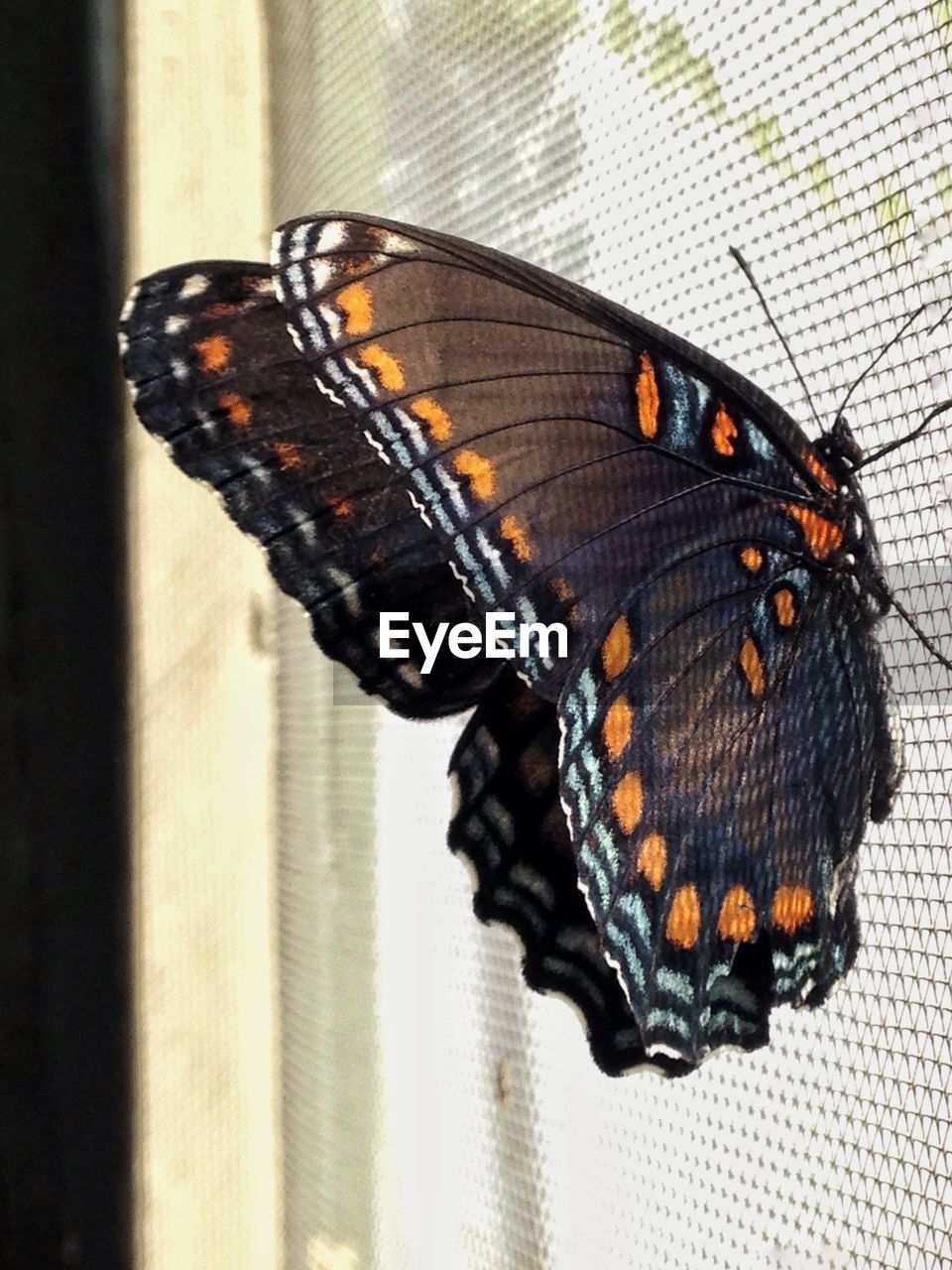 Close-up of butterfly