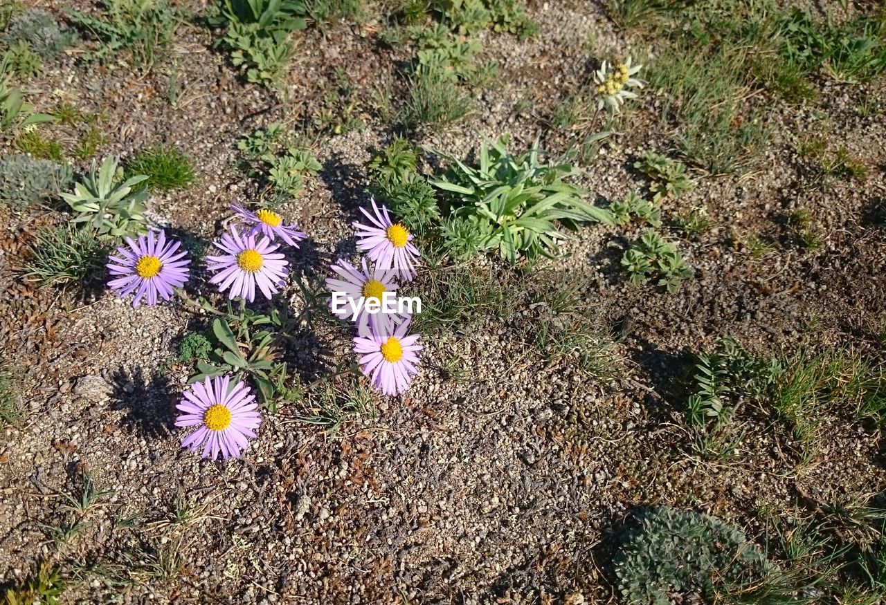 HIGH ANGLE VIEW OF FLOWERS IN GARDEN