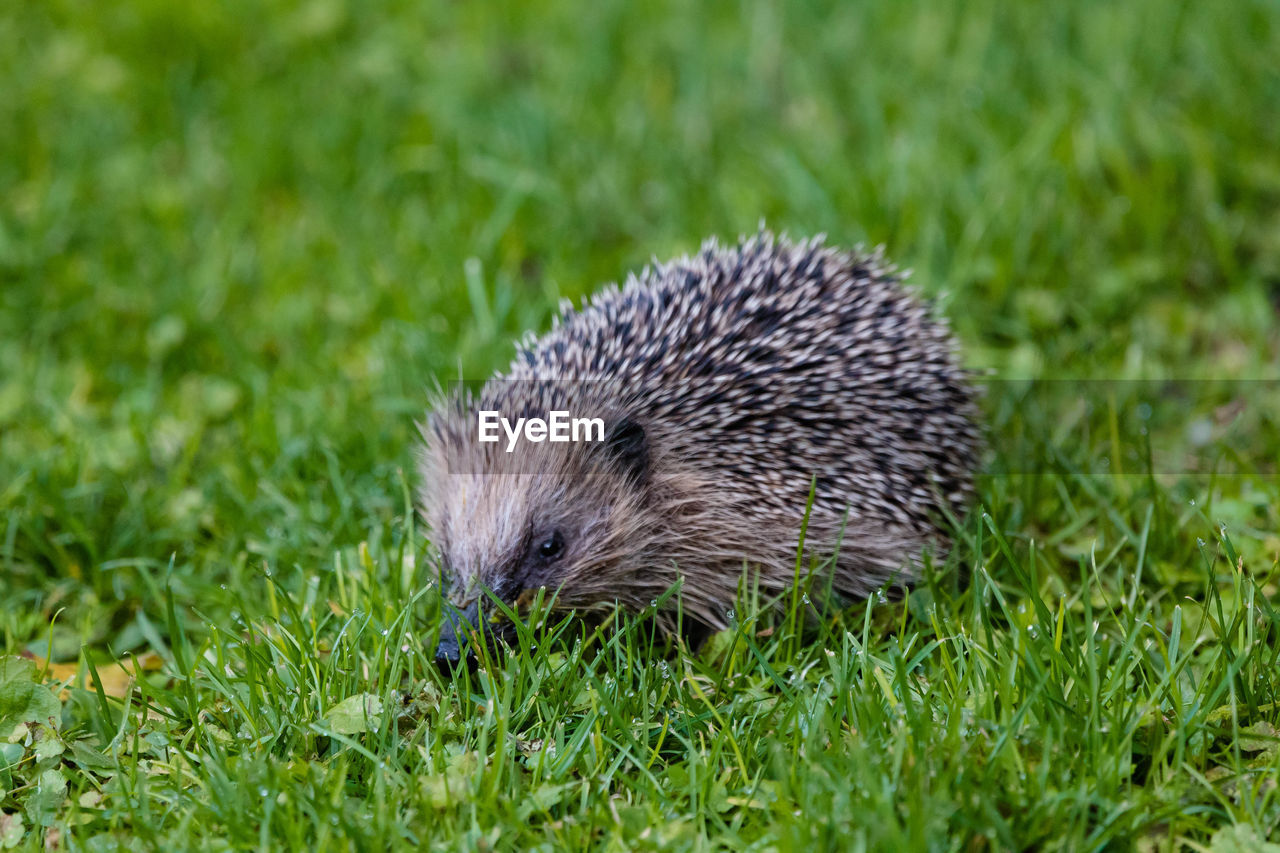 Hedgehog new zealand 