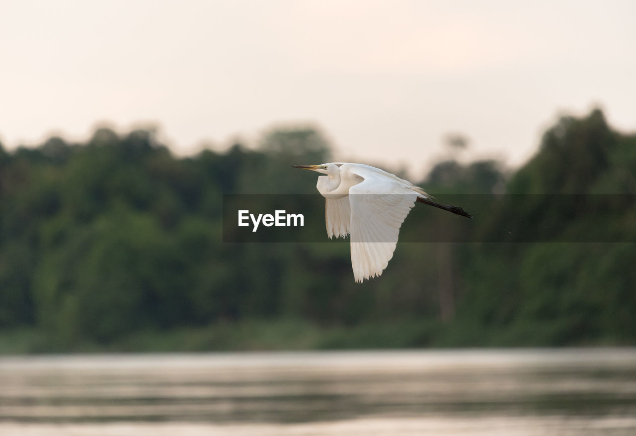 Close-up of bird flying over lake against trees