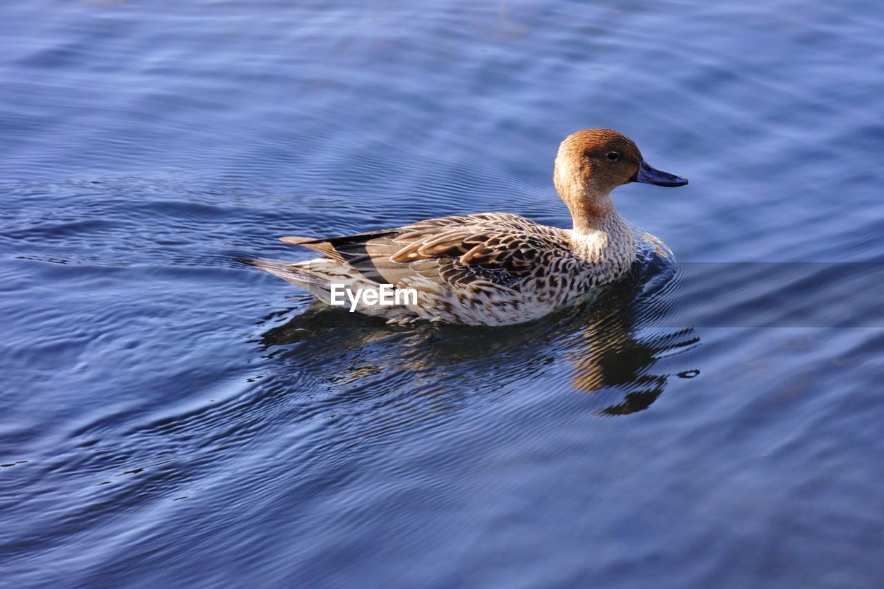 DUCK SWIMMING IN A LAKE