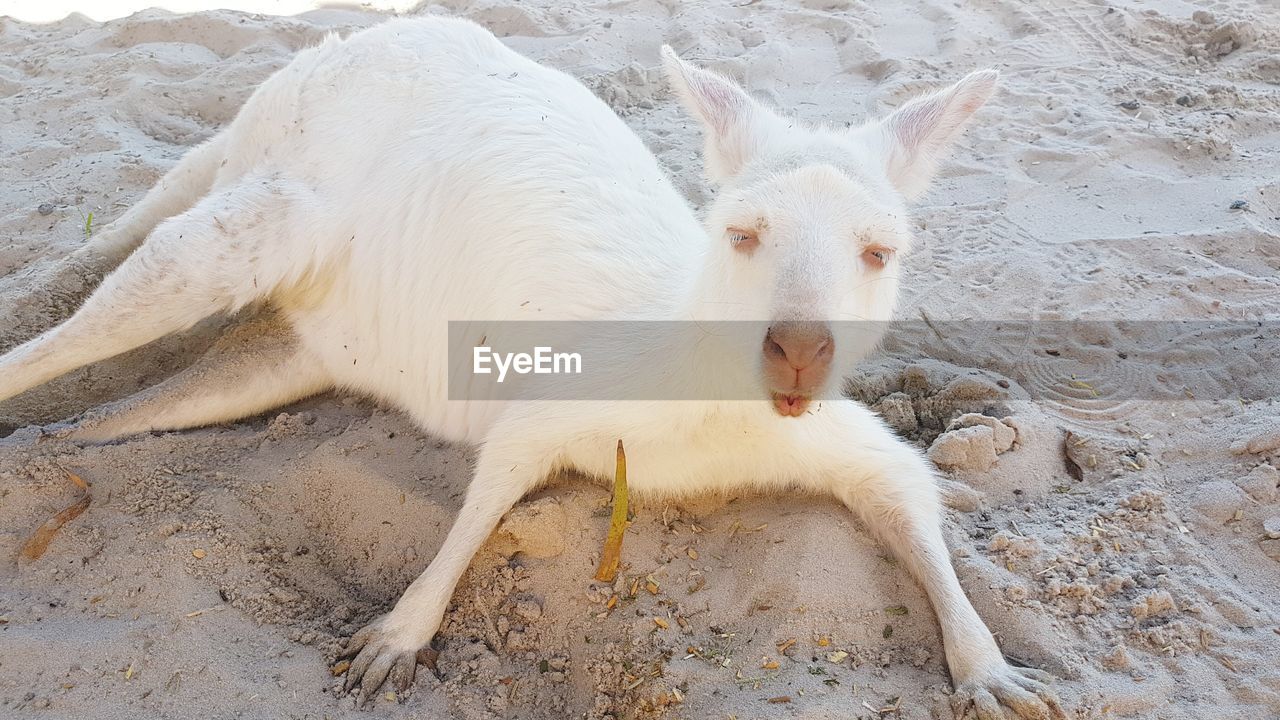 HIGH ANGLE VIEW OF WHITE CAT ON SAND