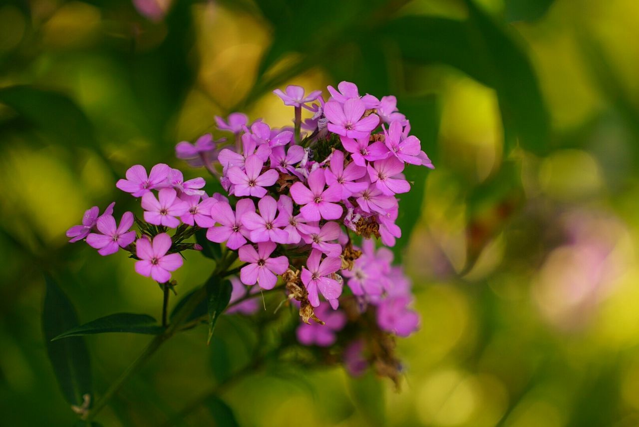 Close-up of pink flowers