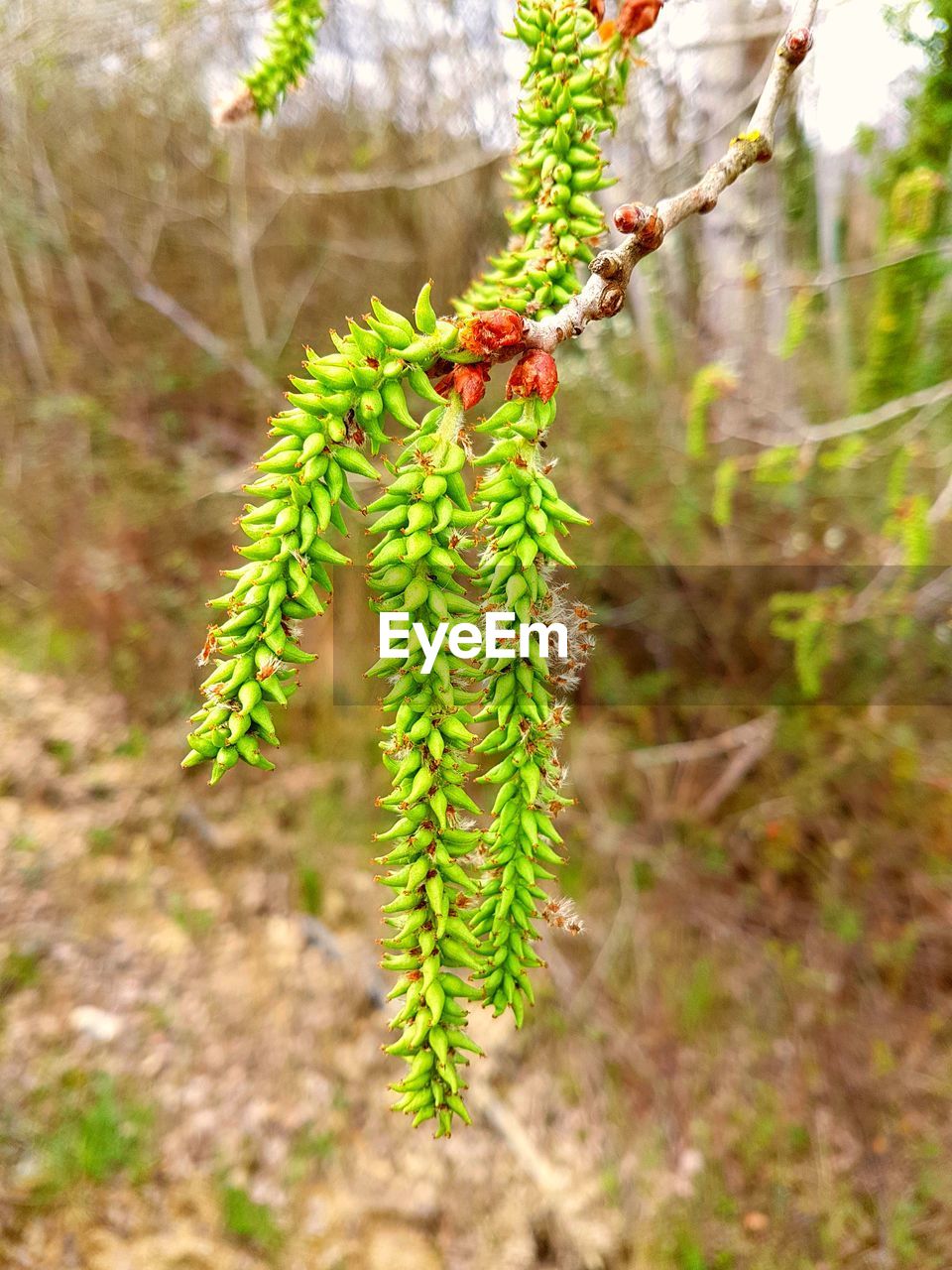 CLOSE-UP OF GREEN INSECT ON PLANT