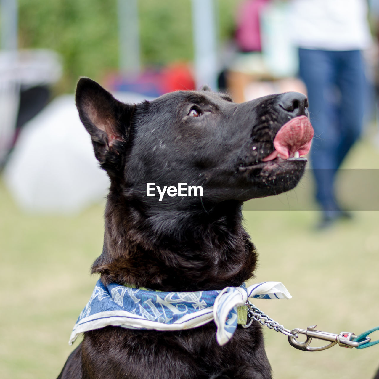 BLACK DOG ON FIELD