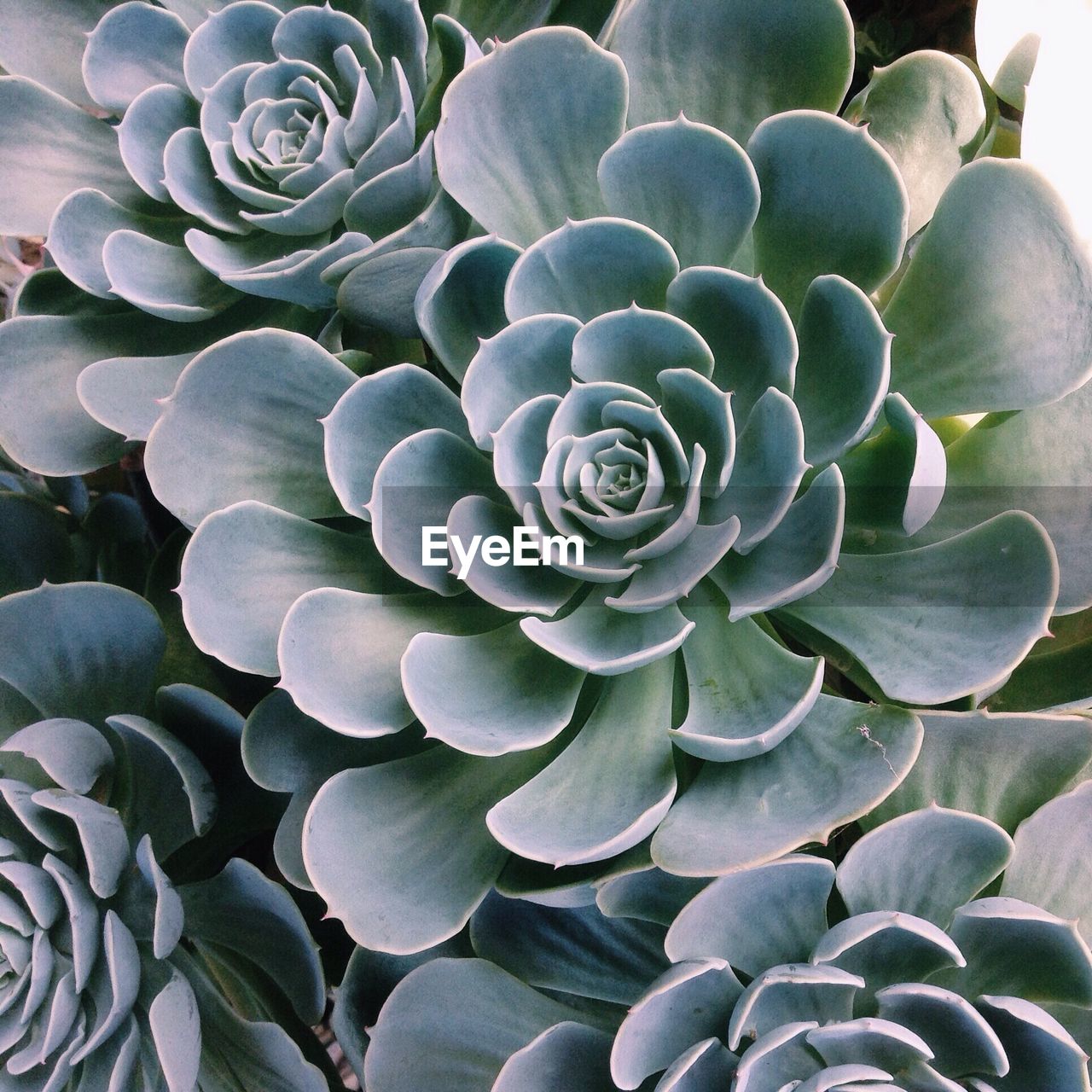 CLOSE-UP OF CACTUS PLANT