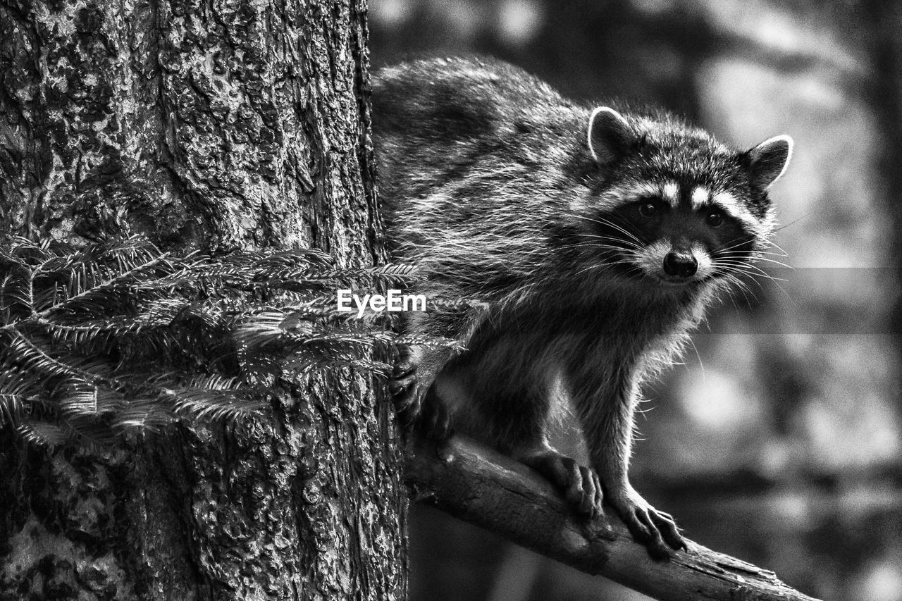 Close-up portrait of raccoon in a tree