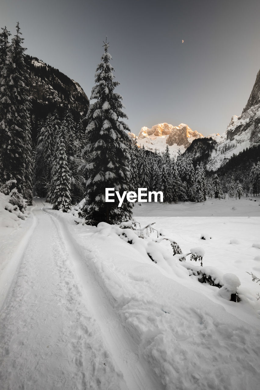 Snow covered land and trees against sky