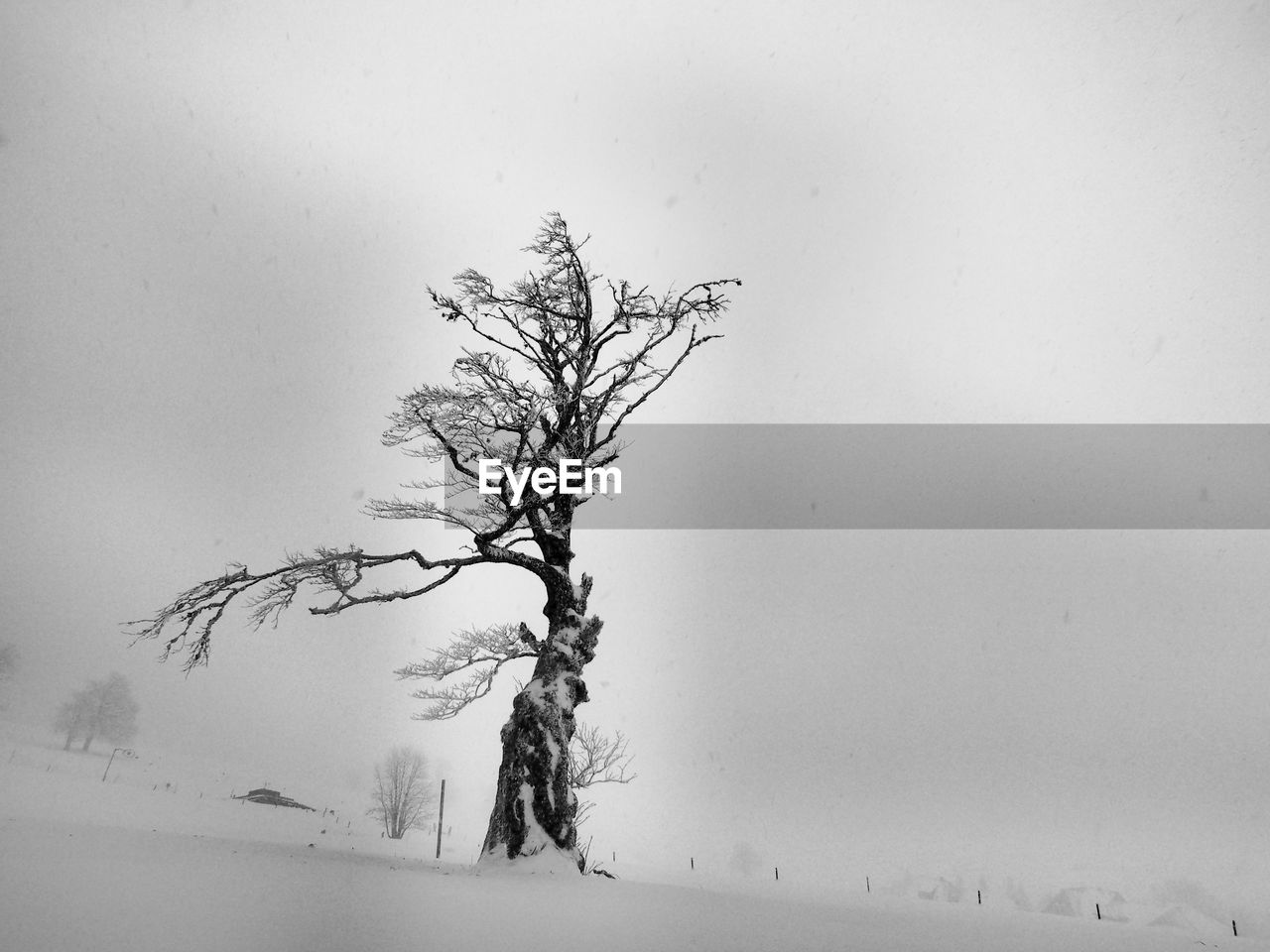 BARE TREE AGAINST SKY