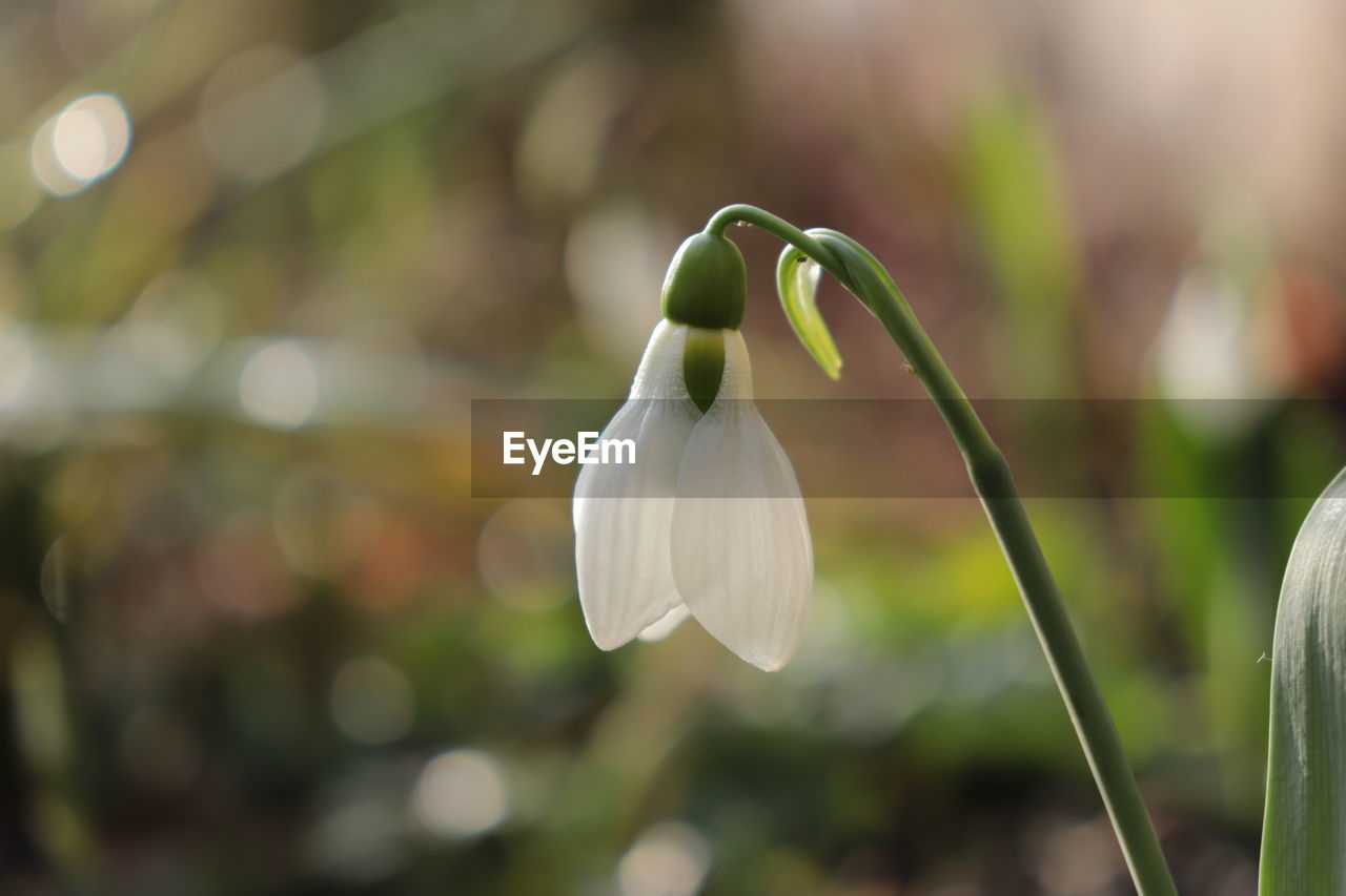 Close-up of white flowering plant