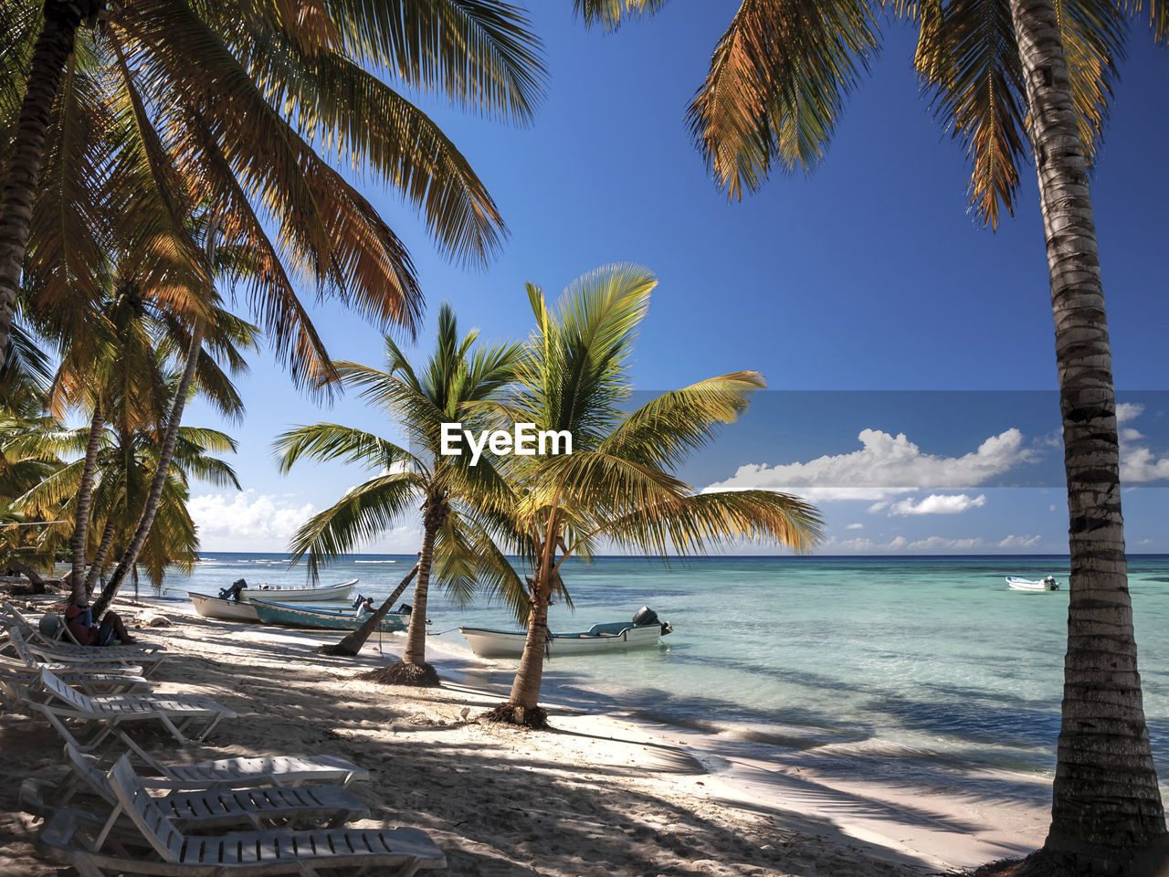 Palm trees on beach against sky