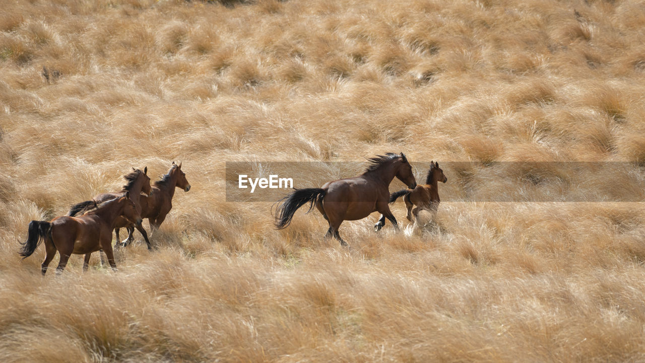 HORSES GRAZING IN THE FIELD