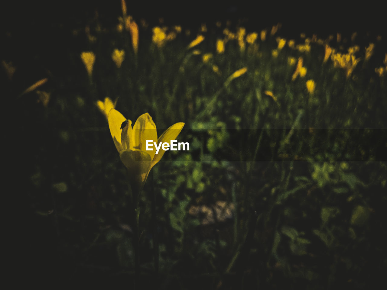 CLOSE-UP OF YELLOW FLOWERING PLANTS ON FIELD