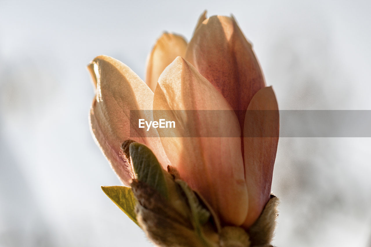 Close-up of flower