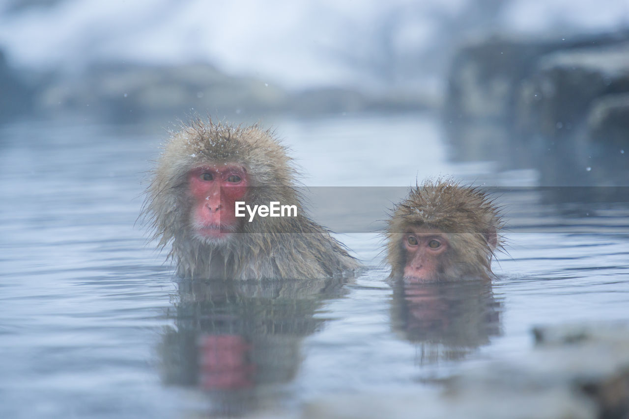 Snow monkey in a hot spring, nagano, japan.